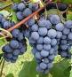 Concord Grapes