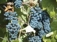 Norton Grapes