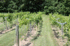 Black Pug Vineyard