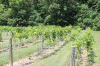 Black Pug Vineyard